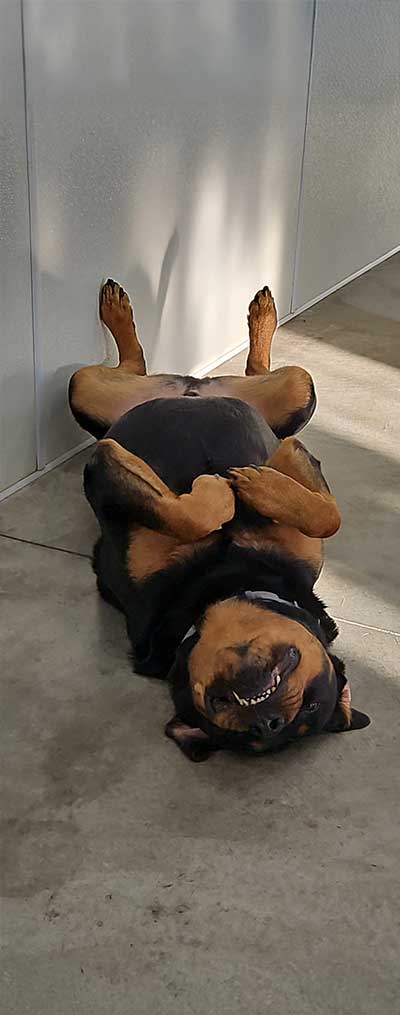 img-tower-small-dog