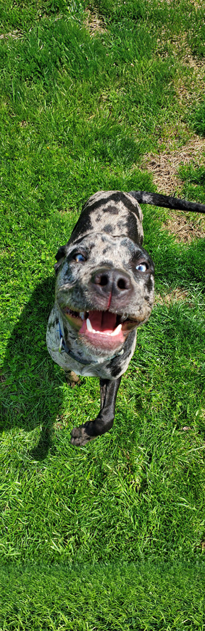 img-tower-tall-smilingdog